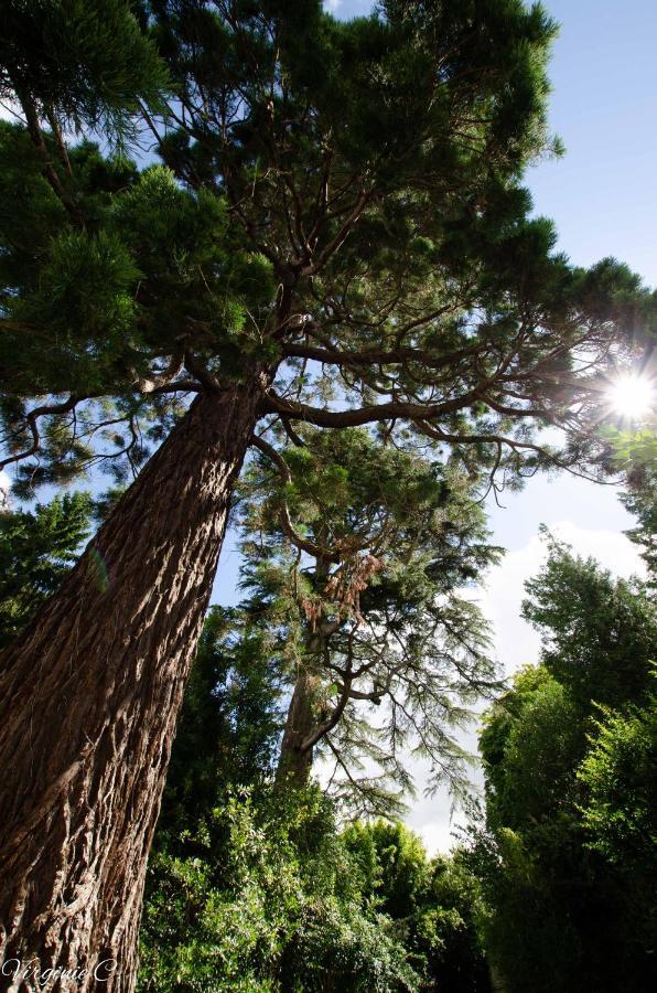 Gite Sequoia Centre Historique Bayeux Zewnętrze zdjęcie